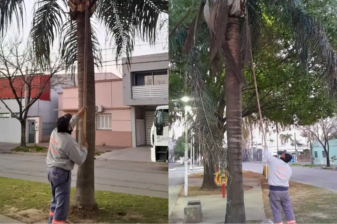 Cuidado del arbolado y limpieza urbana en Av. Aristóbulo del Valle