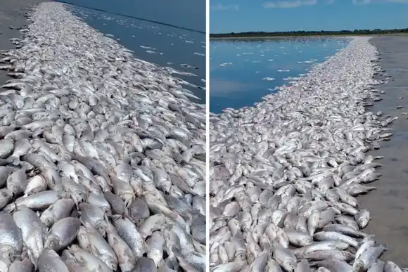 VIDEO | Impactante: los efectos de la sequía dejaron 20 kilómetros de peces muertos en una laguna santafesina