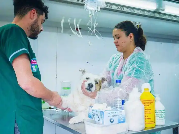 La ciudad de Formosa alcanzó cifras récord
en salud animal y comunitaria durante 2025