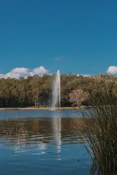 ¿Cuáles son los árboles más comunes que se plantan en Tandil?