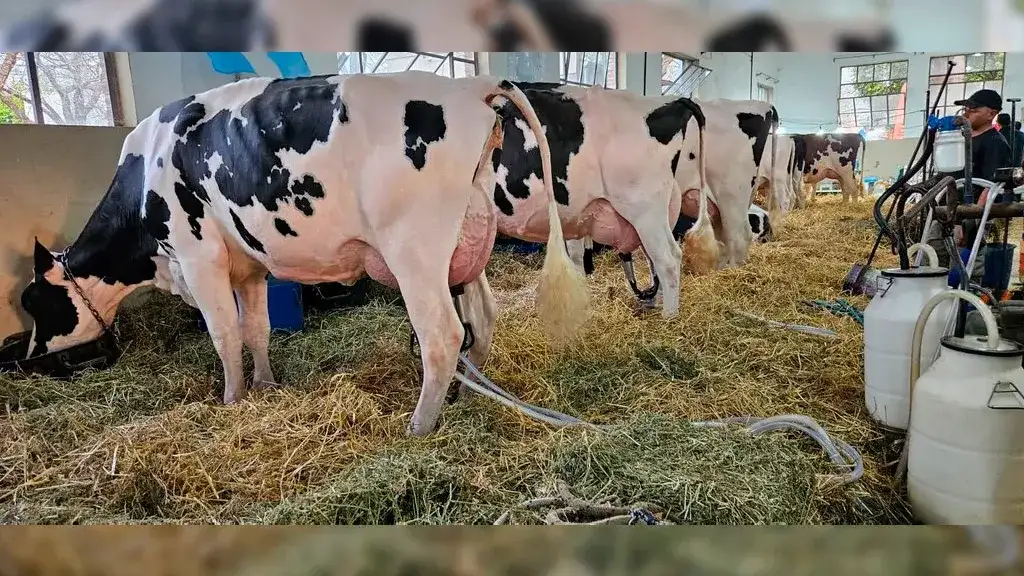 Cuatro vacas y tres cabañas animan el 105° Concurso de Vacas Lecheras en la Expo Rural de Rafaela - 1