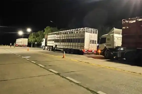 Detectan el ingreso de camiones a Entre Ríos con vacunos con garrapatas y parásitos