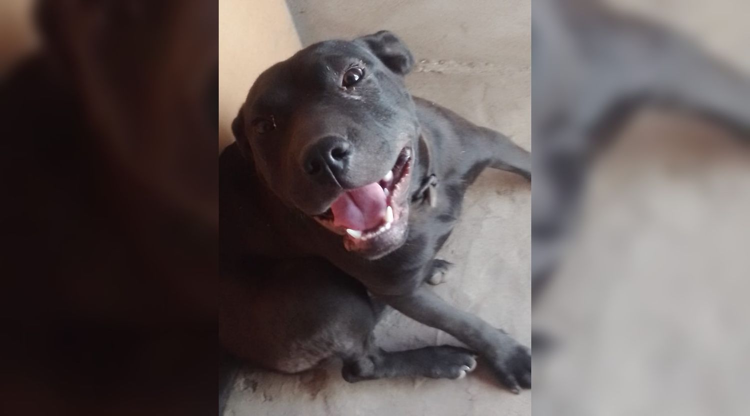 Perrita perdida