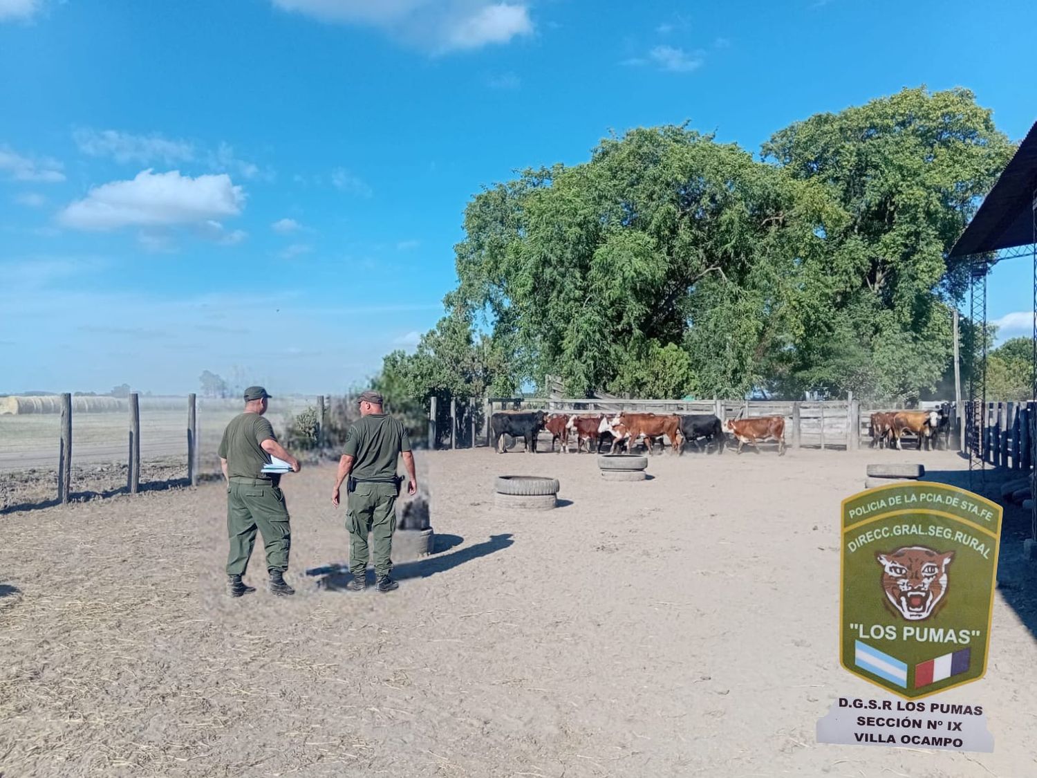 Investigación por abigeato: secuestraron 14 novillos, una camioneta y un teléfono celular