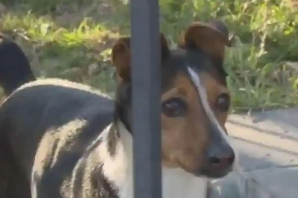 Desagradable: robaron en una casa, defecaron en el patio y se limpiaron con el perro