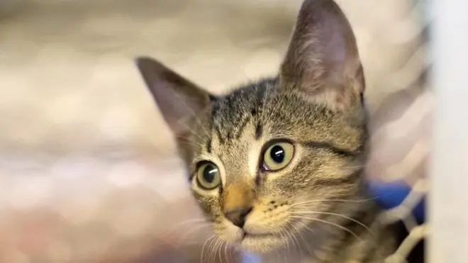 Lanzaron un mapa interactivo que permite ver los lugares de protección animal de cada ciudad