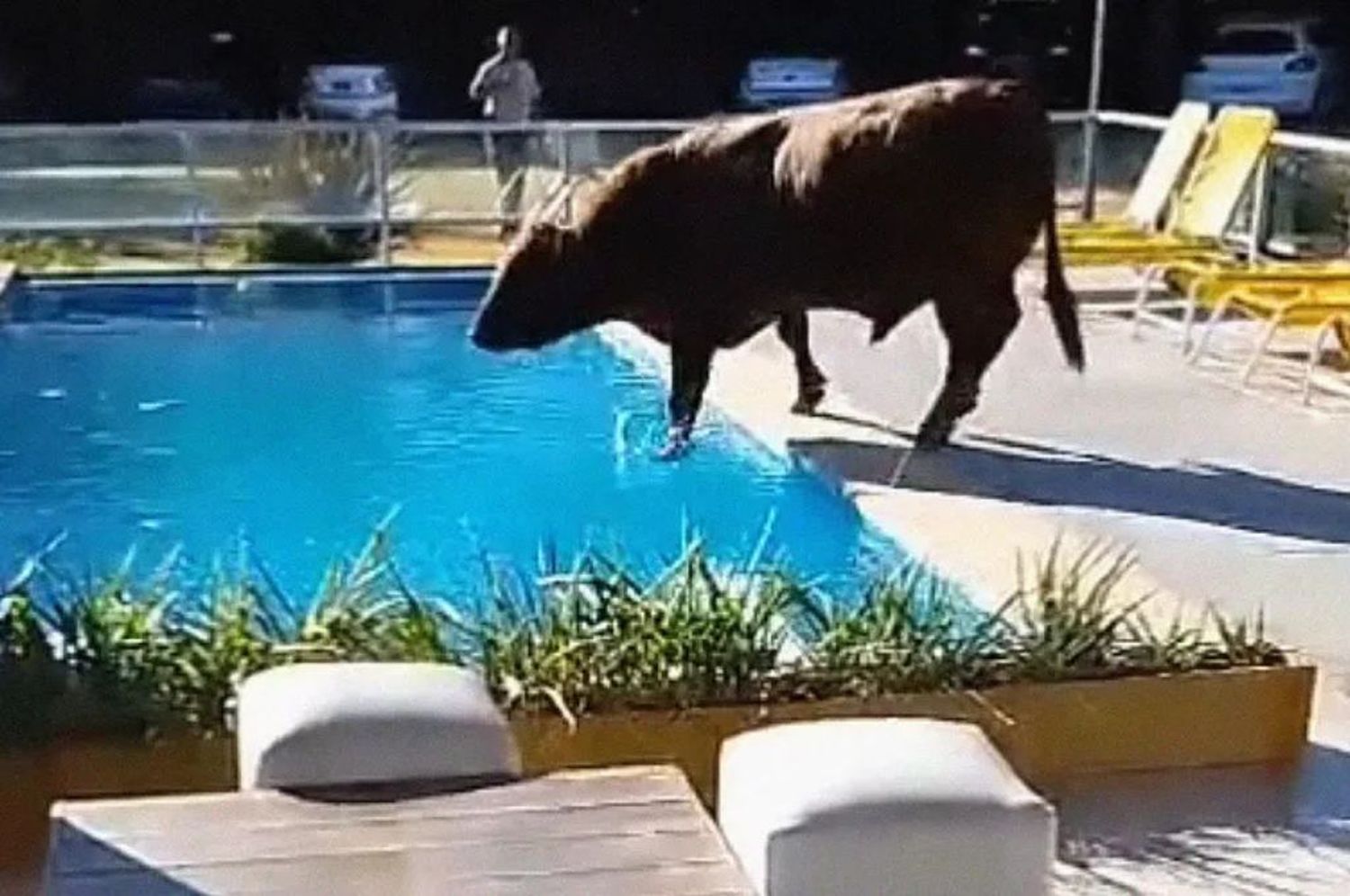 Un toro se escapó de un campo, se metió en una posada y cayó a la pileta.