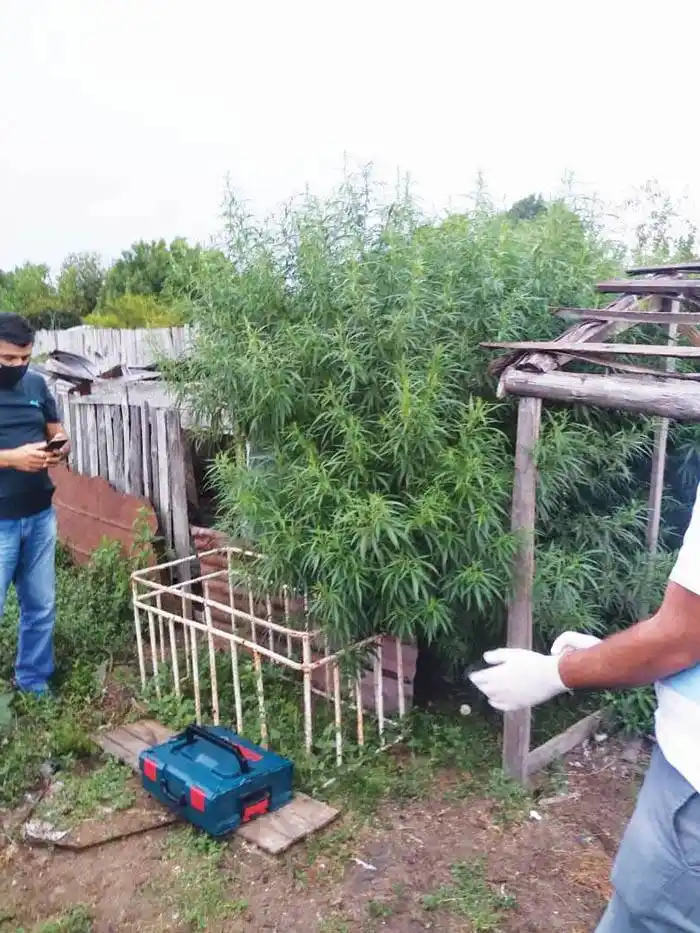 Se incautaron plantas de marihuana en un allanamiento