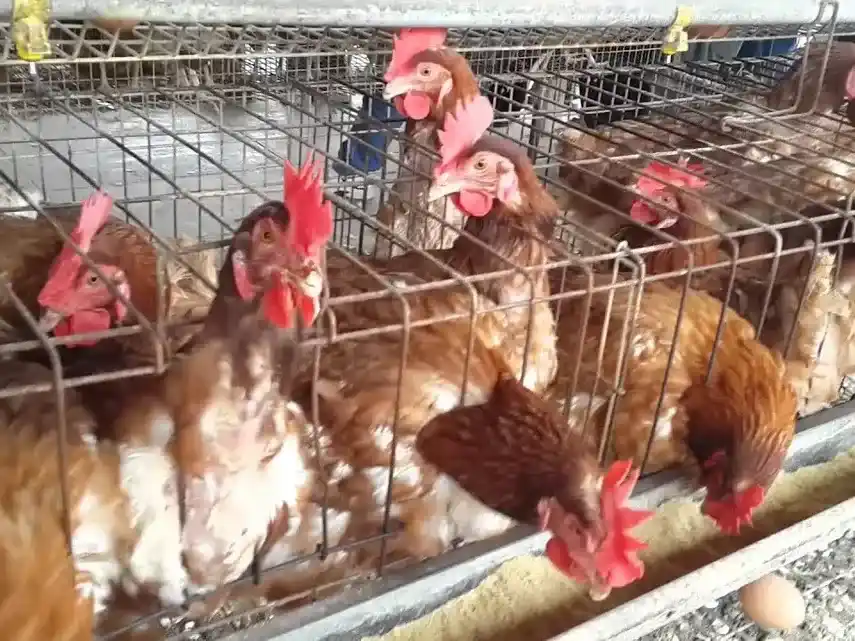 Granjas avícolas en el el sur santafesino. Foto: Ilustración