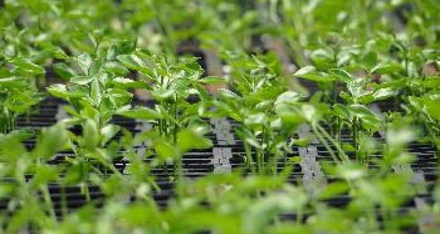 INTA presenta software para costos en viveros