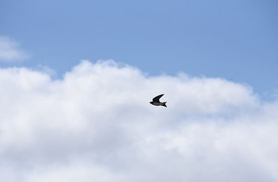 Jueves caluroso con cielo parcialmente nublado en Rosario