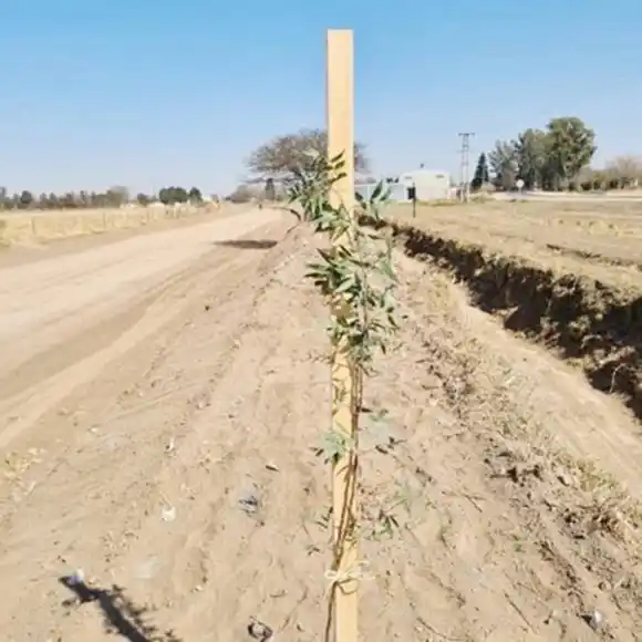 Proponen forestar las márgenes de las rutas provinciales con especies nativas