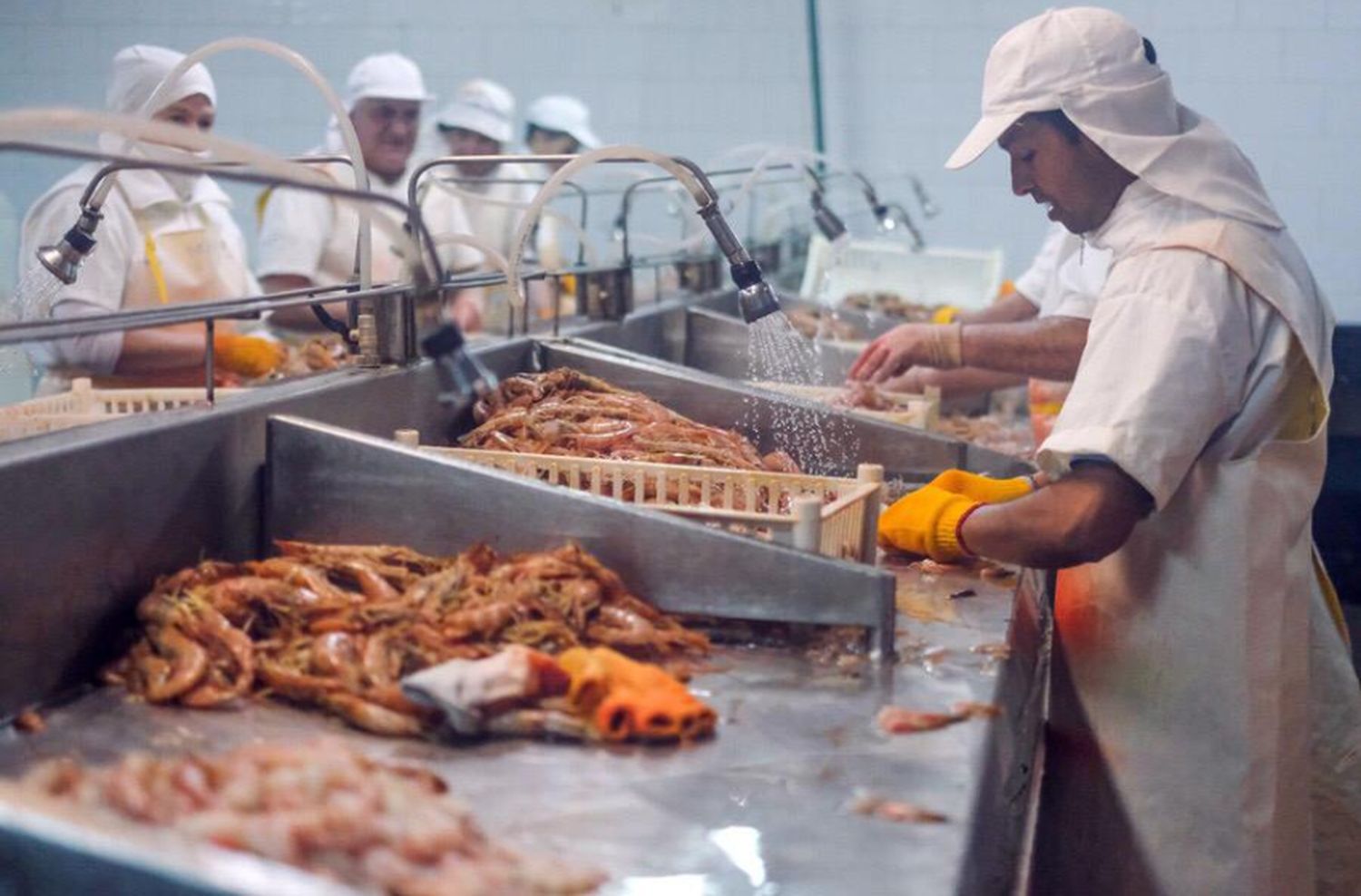 Langostino y su reproceso en tierra: una oportunidad que se dilata