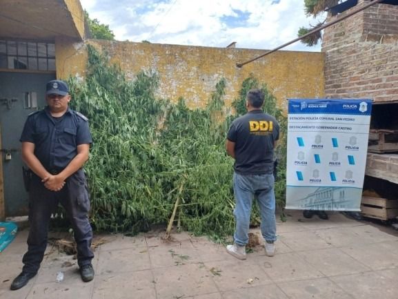 Allanamientos en Gobernador Castro: secuestraron plantas de marihuana