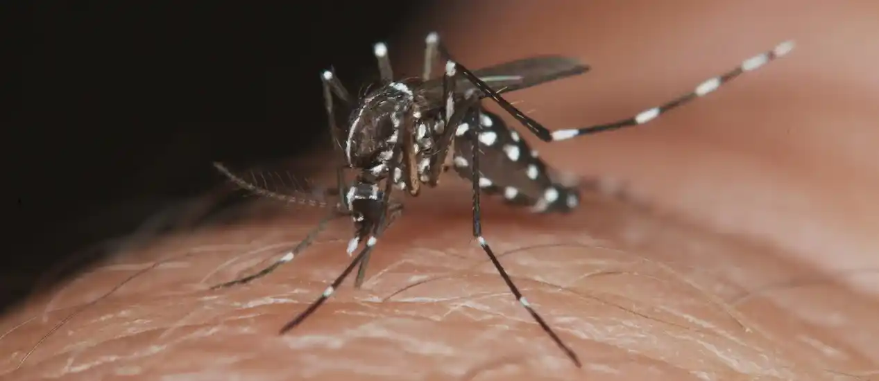 Dengue: Argentina ya registró más de 28 mil casos en lo que va de 2023