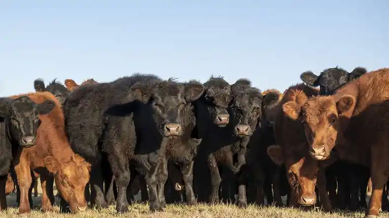 La invernada engorda los valores pese a estar en plena zafra