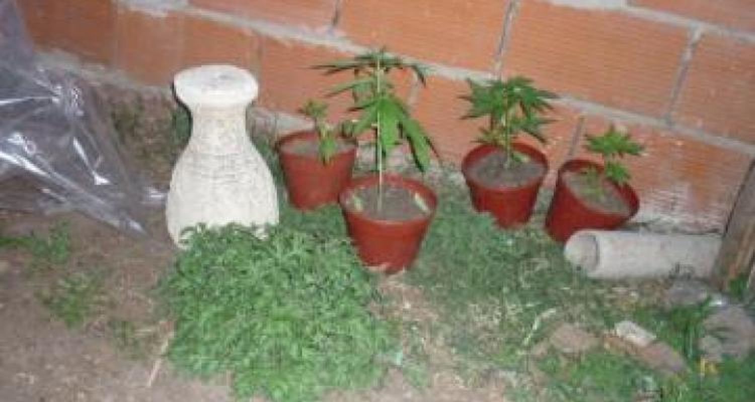 Secuestran marihuana en diversos operativos