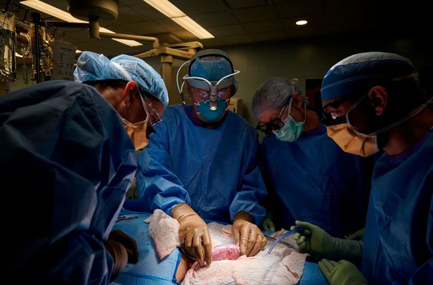 Histórico y raro: funcionó un riñón de cerdo trasplantado a un humano