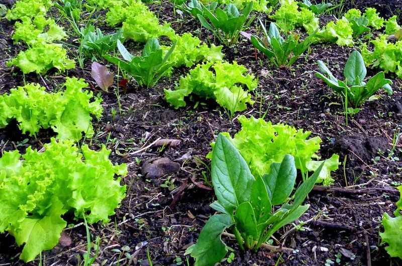 La agricultura familiar busca un lugar de peso en el mercado