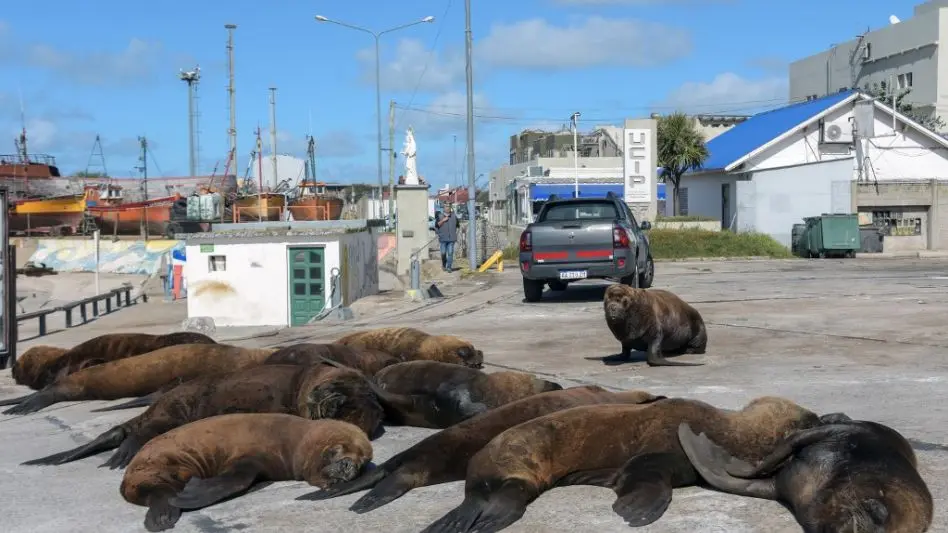 Ponen en practica un proyecto para desplazar a los lobos marinos: "Estamos en el proceso de marcarlos e identificarlos"