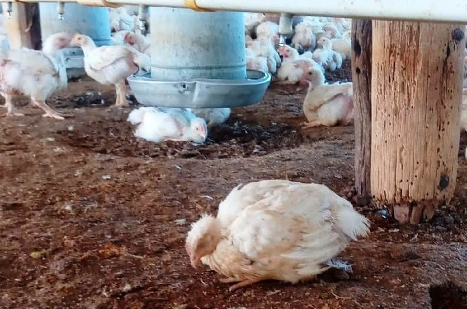 Gripe aviar: se reportó el primer caso en aves de corral y Argentina suspendió las exportaciones