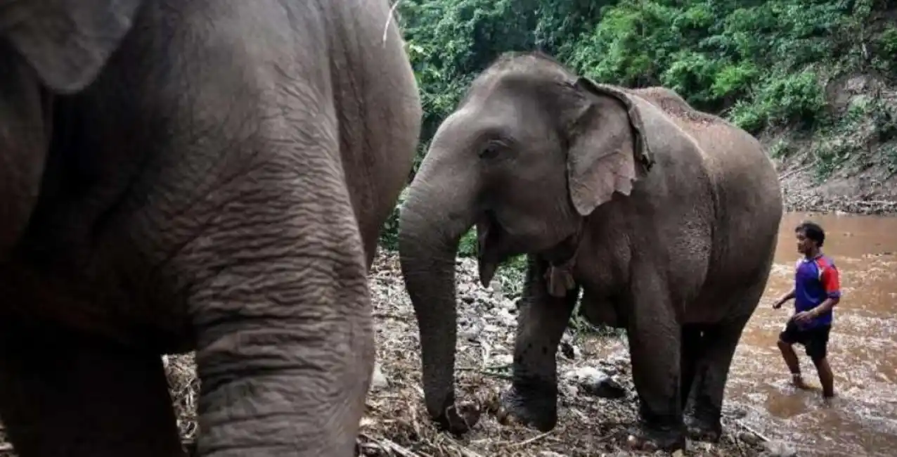 Tailandia: un elefante partió por la mitad a su cuidador