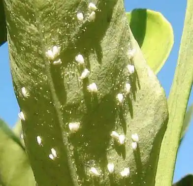 Desde el INTA alertan que es tiempo de controlar mosca blanca