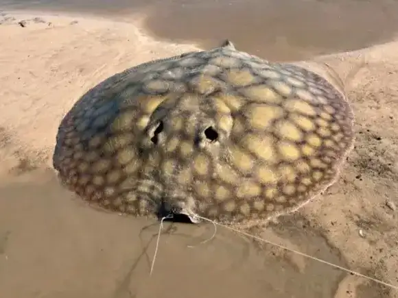 Tres horas de lucha en kayak para capturar una raya gigante en el arroyo Feliciano