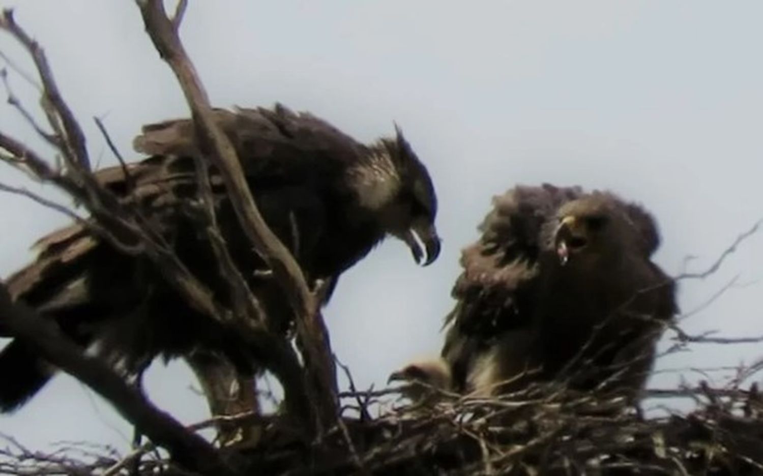 Especie amenazada: nació un águila coronada en San Rafael