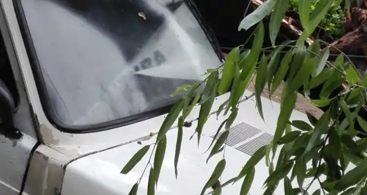 Tormenta: Por el viento cayó un árbol sobre dos autos
