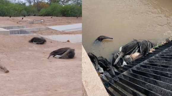 Demandan a Santiago del Estero ante la Corte por el daño ambiental de un canal donde se ahogaron 250 animales