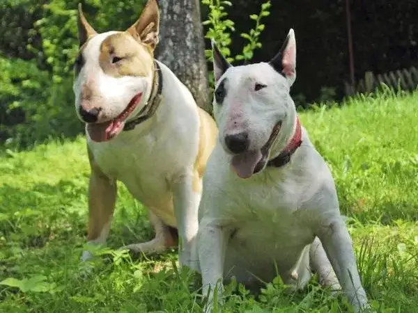 Perros Bull Terrier