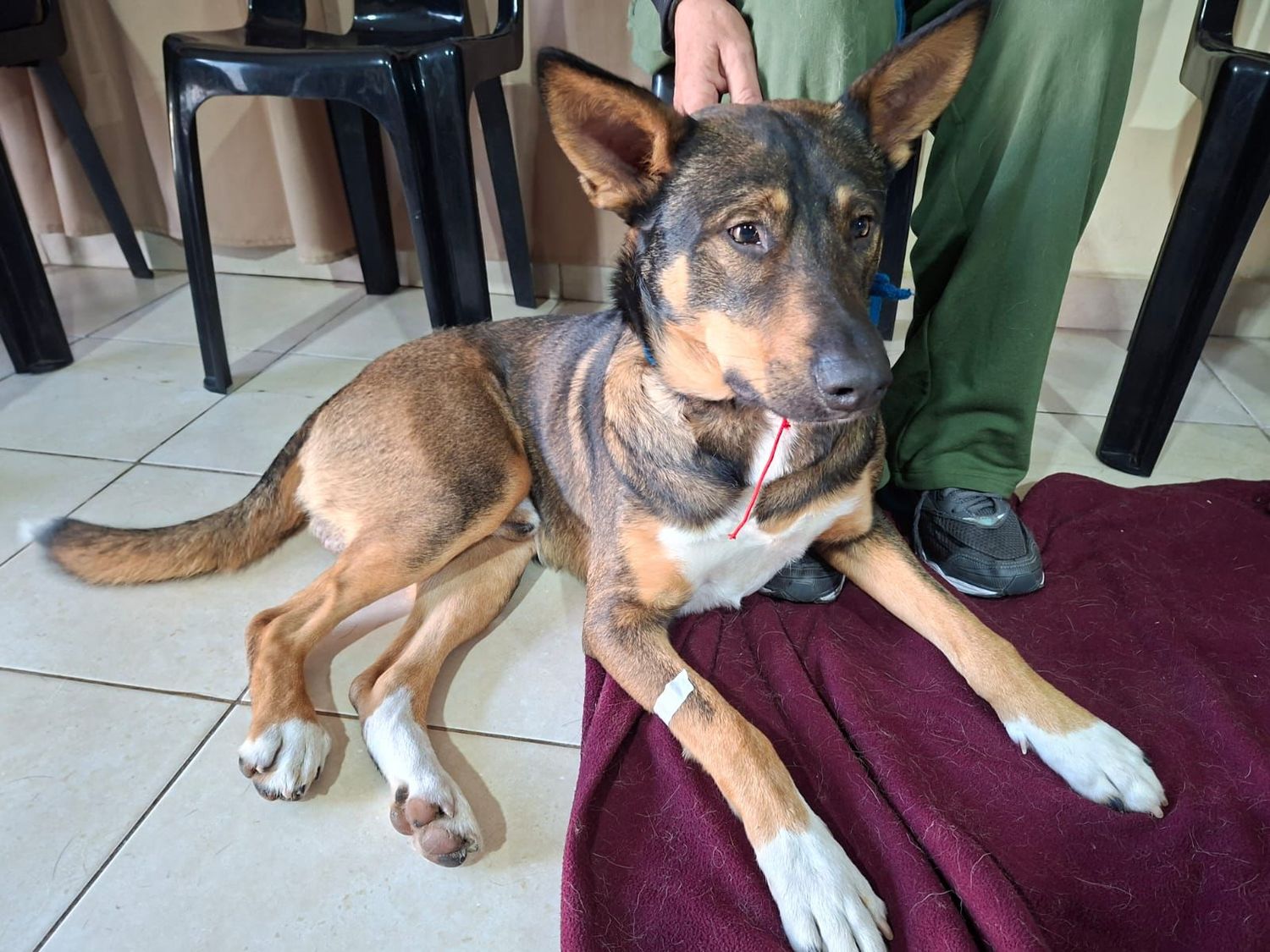 El programa “Castraciones en tu Barrio” llega a los barrios 17 de Octubre y San José