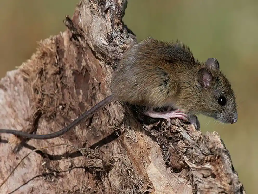 El hantavirus comienza con síntomas similares a una gripe fuerte.