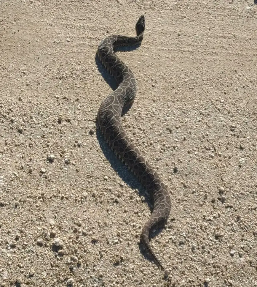 Culebra tomando sol en un ripio