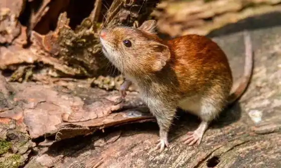 “El hantavirus tiene una letalidad superior al 30%”
