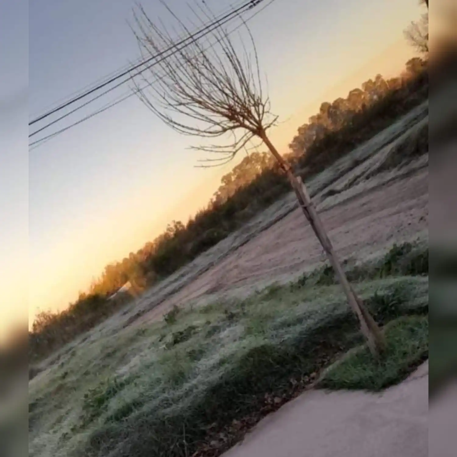 Heladas en Venado - 1