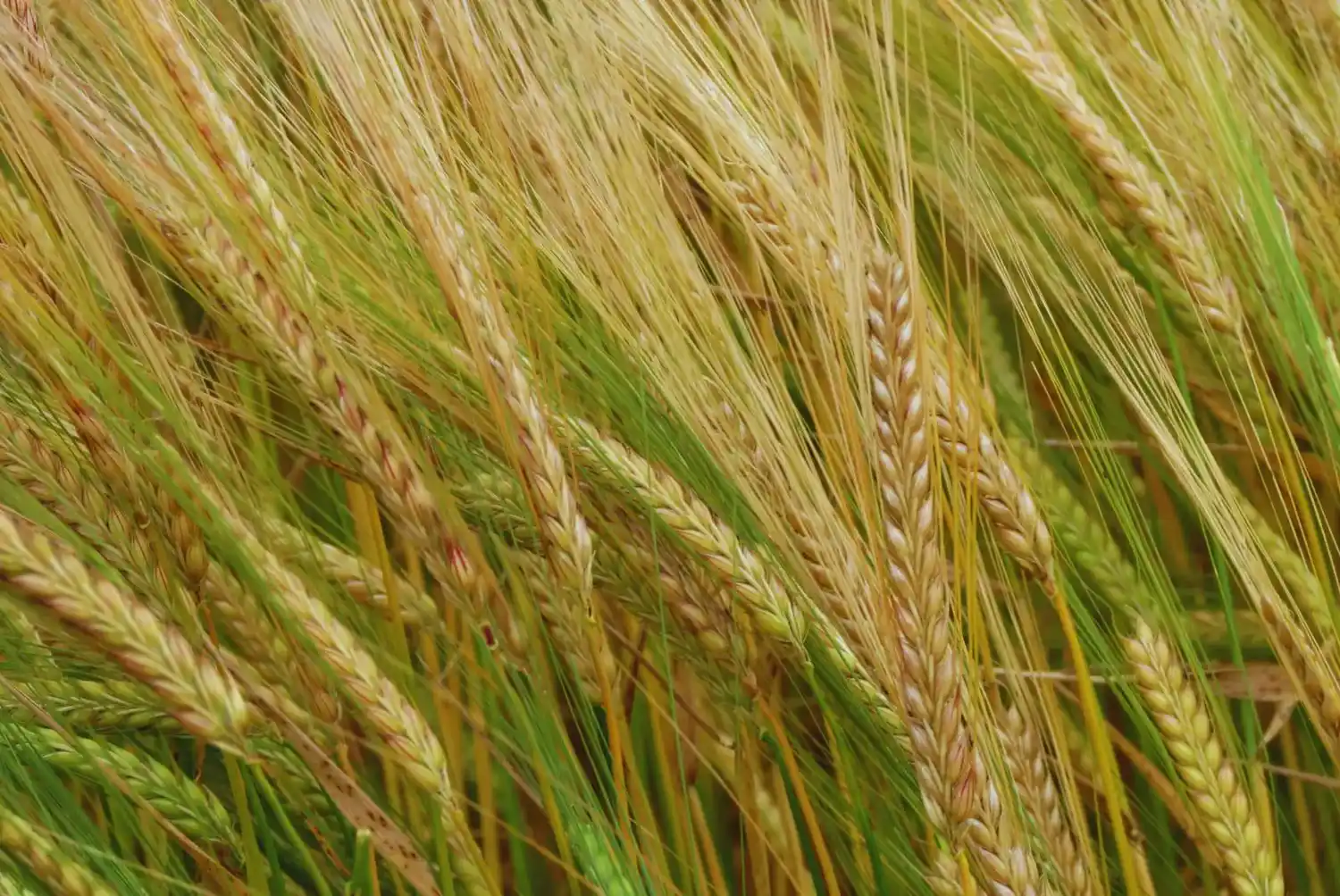 La red brinda información sobre la calidad comercial e industrial de la cebada argentina.