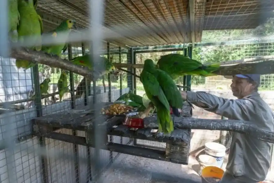 Las especies están siendo alojadas y supervisadas en el Centro de Rescate, Investigación e Interpretación de la Fauna (Criif) 