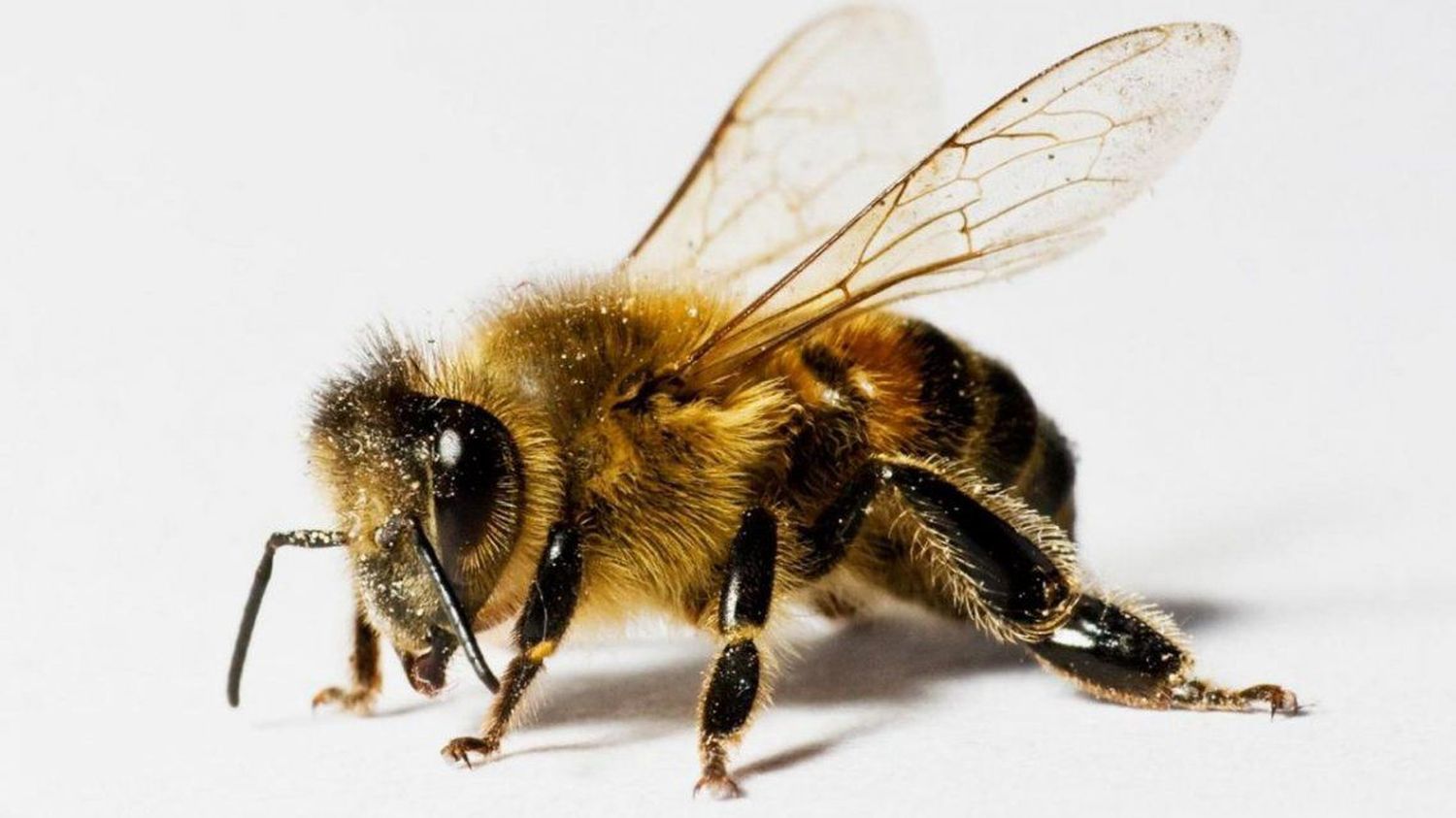 Coronavirus: Abejas detectan en segundos a infectados 