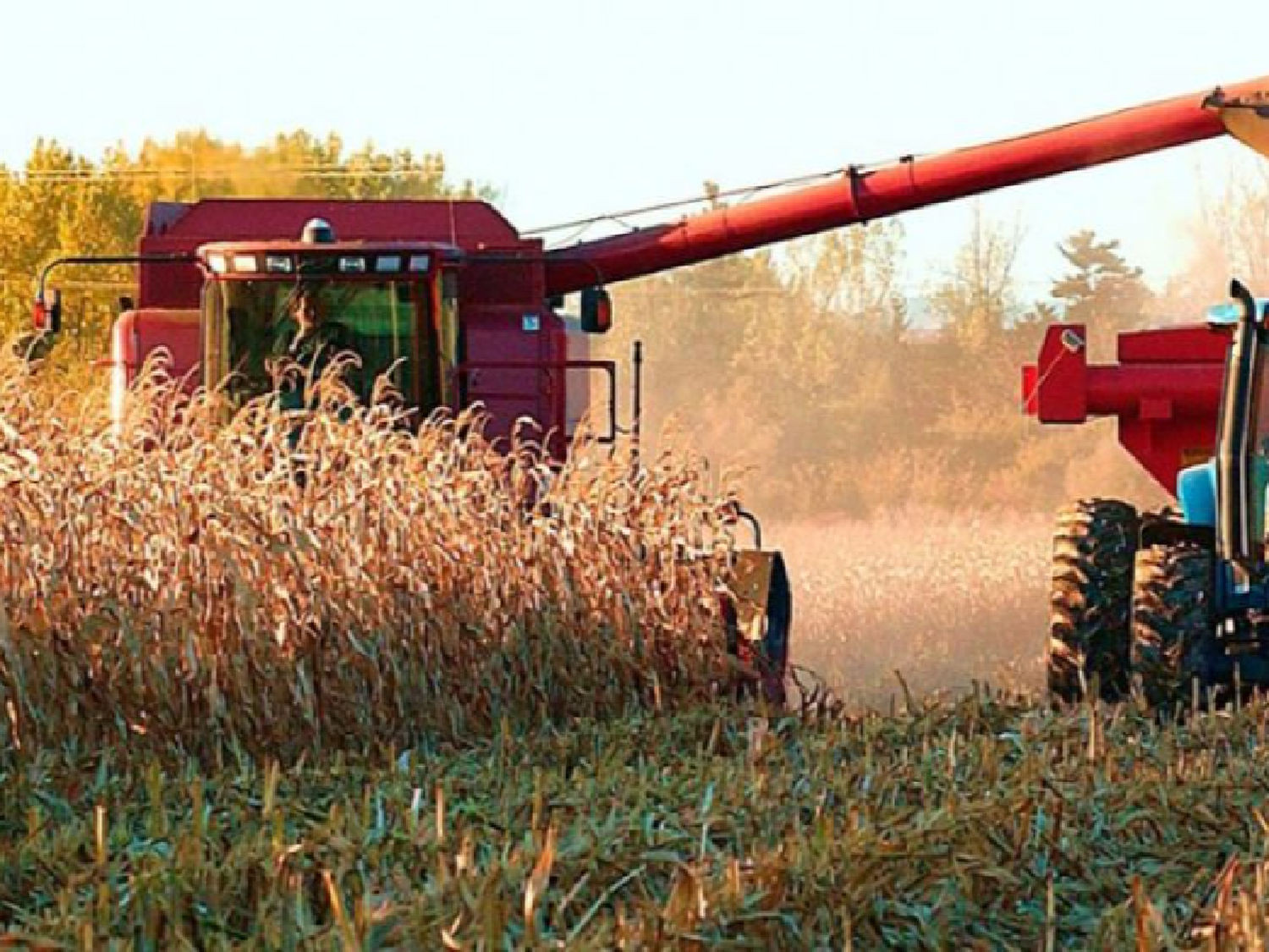 Agricultura levanta la suspensión de las exportaciones de maíz hasta marzo