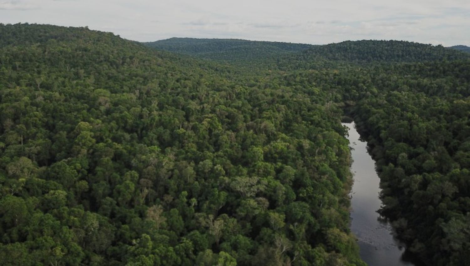 21 de Marzo: Día Internacional de los Bosques: en busca de acción y soluciones para un mundo mejor