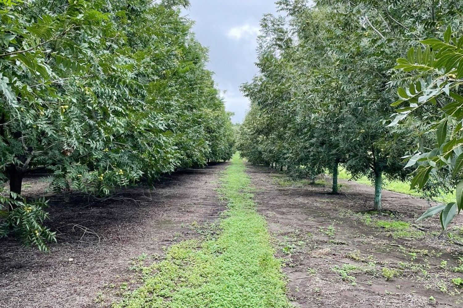 Se abre una oportunidad gigante para la exportación de las nueces pecán argentinas