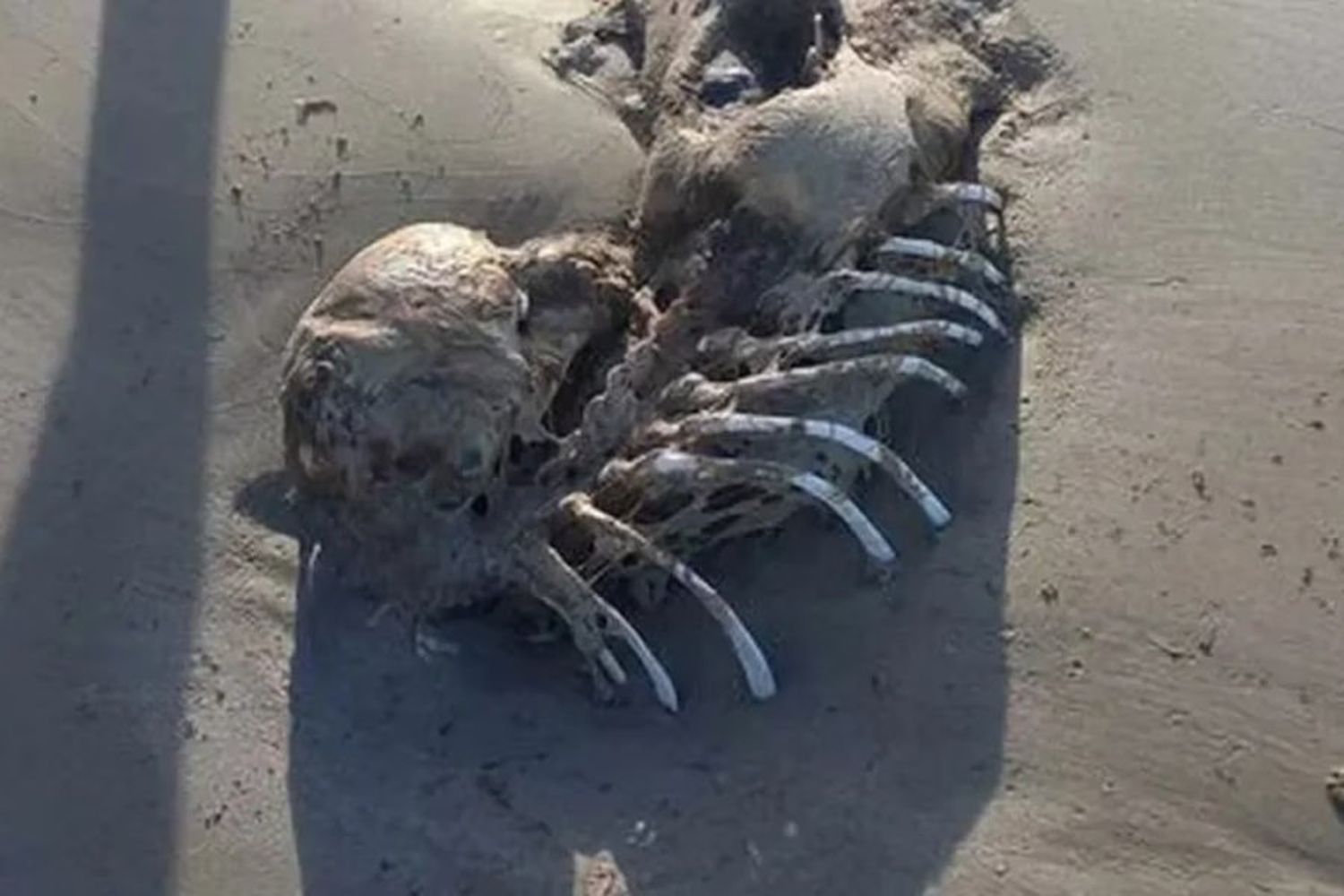 Encontraron un extraño esqueleto en la playa y creen que podría ser de una sirena: “Tenía exactamente la forma”