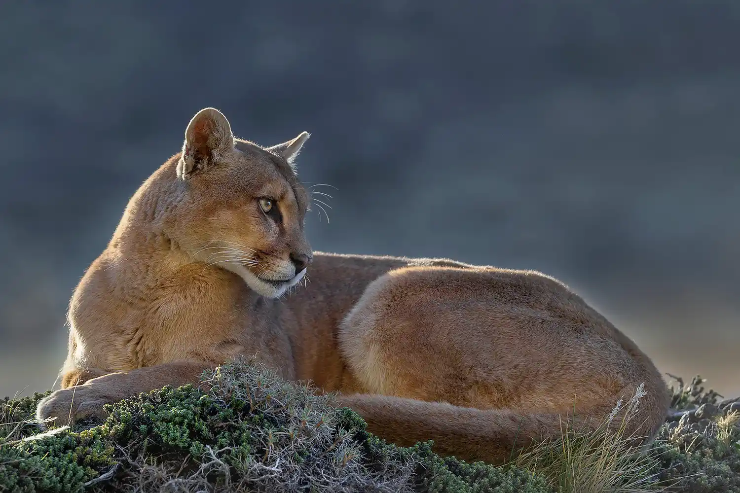 Pumas