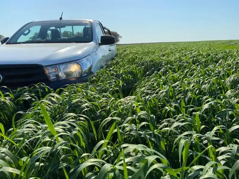 El INTA presentó dos cultivares de avena resistentes a roya de la hoja