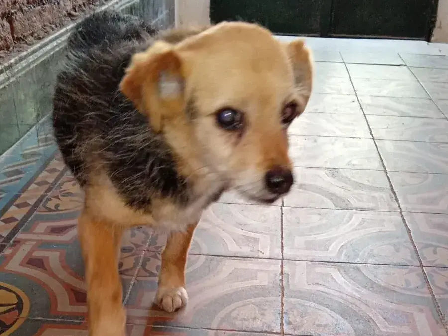 Encontraron un perrito en inmediaciones del consultorio San Camilo
