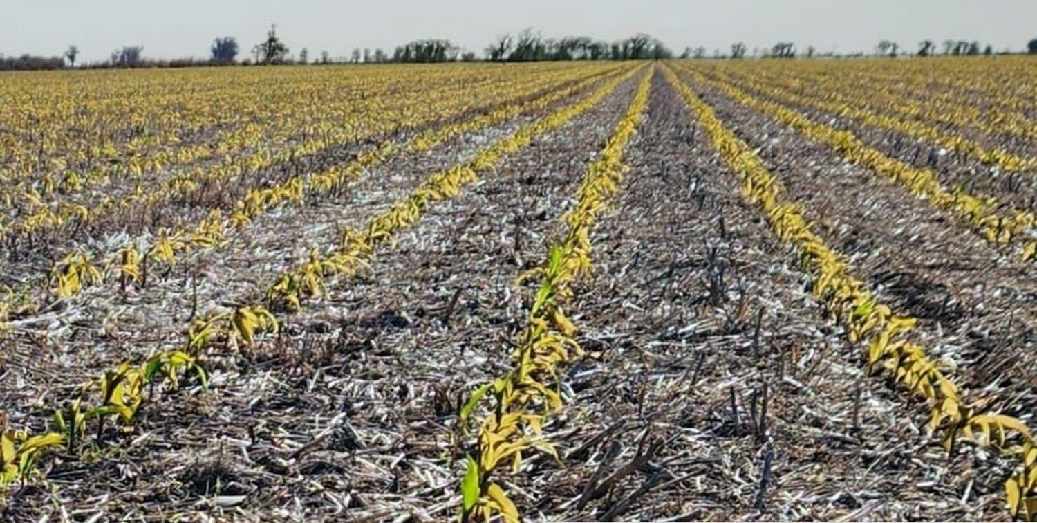 Las bajas temperaturas también ponen en jaque la siembra de maíz.