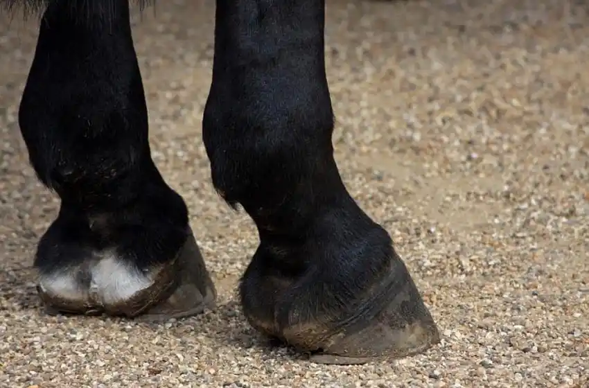 Ladrones a caballo le pegaron un tiro a un hombre en la Autopista Rosario-Córdoba y le robaron todo