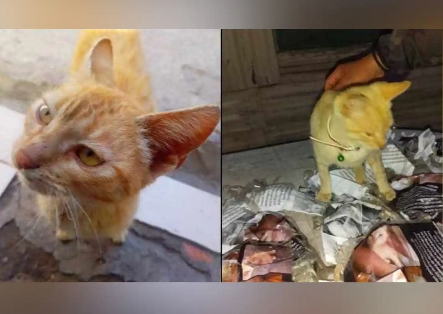 Dueños siguen buscando a sky: gatita perdida en barrio Los Aromos